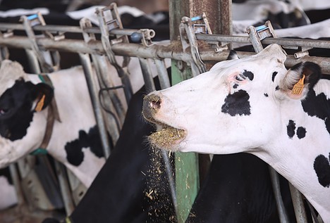 Denuncian a Mercadona, Bonpreu y Lidl ante la CNMV por fijar los precios de la leche