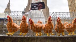 La UE analiza el impacto para el sector de prohibir las jaulas para gallinas y otros animales
