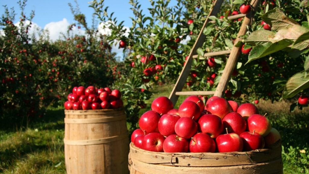Barriles con manzanas rojas. 