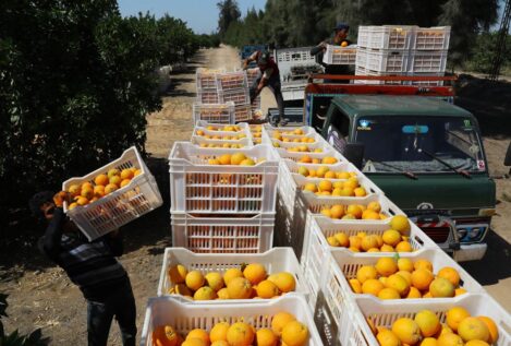 La UE se compromete a incrementar hasta el 30% los controles a las naranjas de Egipto