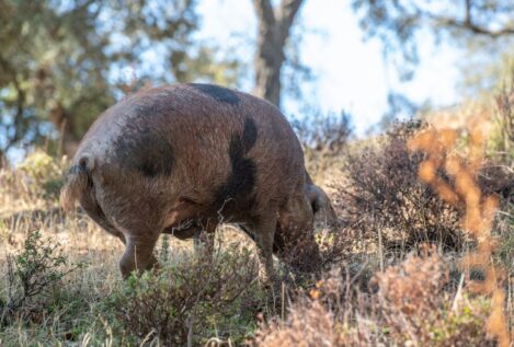 La sequía reduce la posibilidad de que llegue la peste porcina africana por su efecto en el jabalí