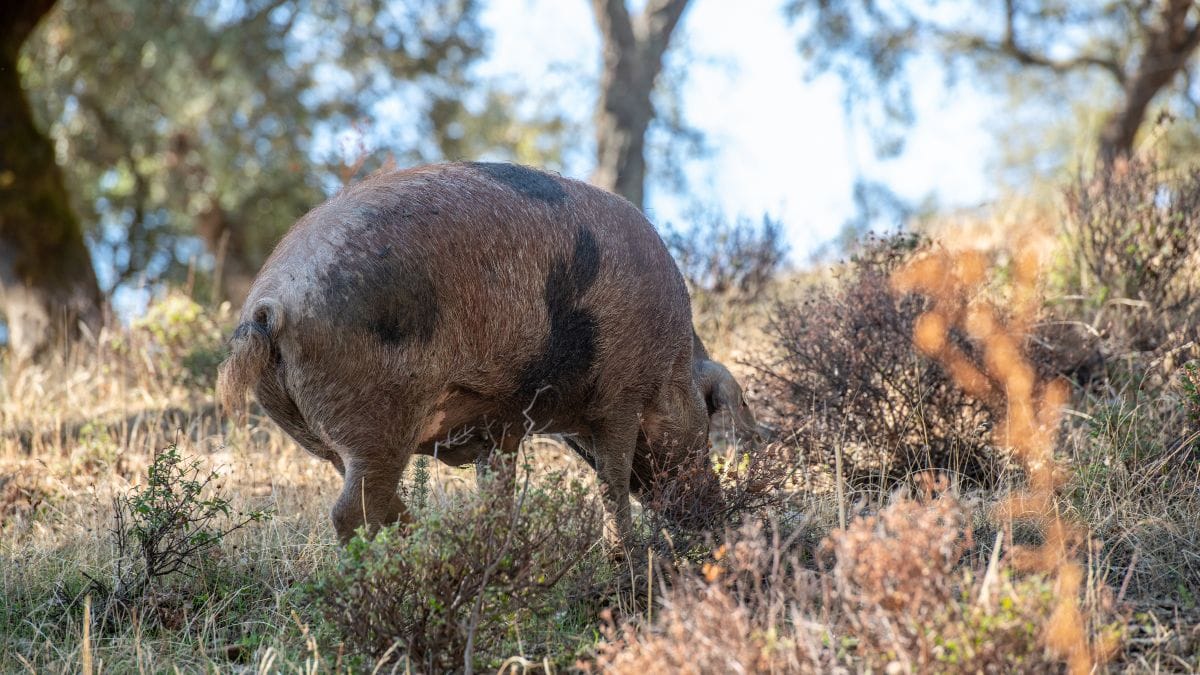 La sequía reduce la posibilidad de que llegue la peste porcina africana por su efecto en el jabalí