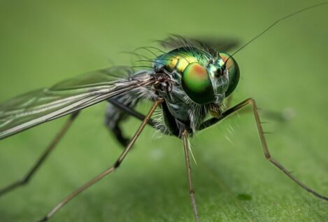 Cerebro de mosquito: ¿de verdad es un insulto?