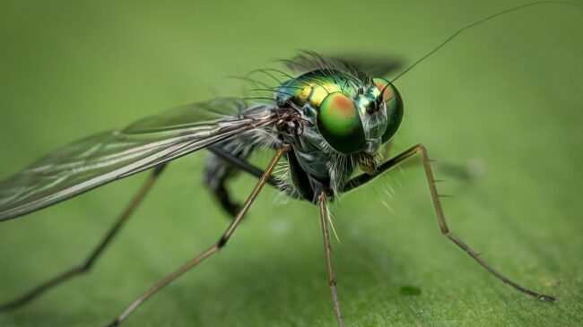 Cerebro de mosquito: ¿de verdad es un insulto?