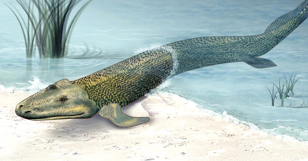 Cómo los peces evolucionaron para caminar y se convirtieron en humanos