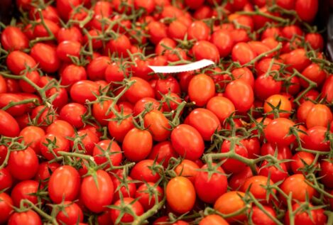 El tomate marroquí, a punto de desbancar al español en los mercados europeos