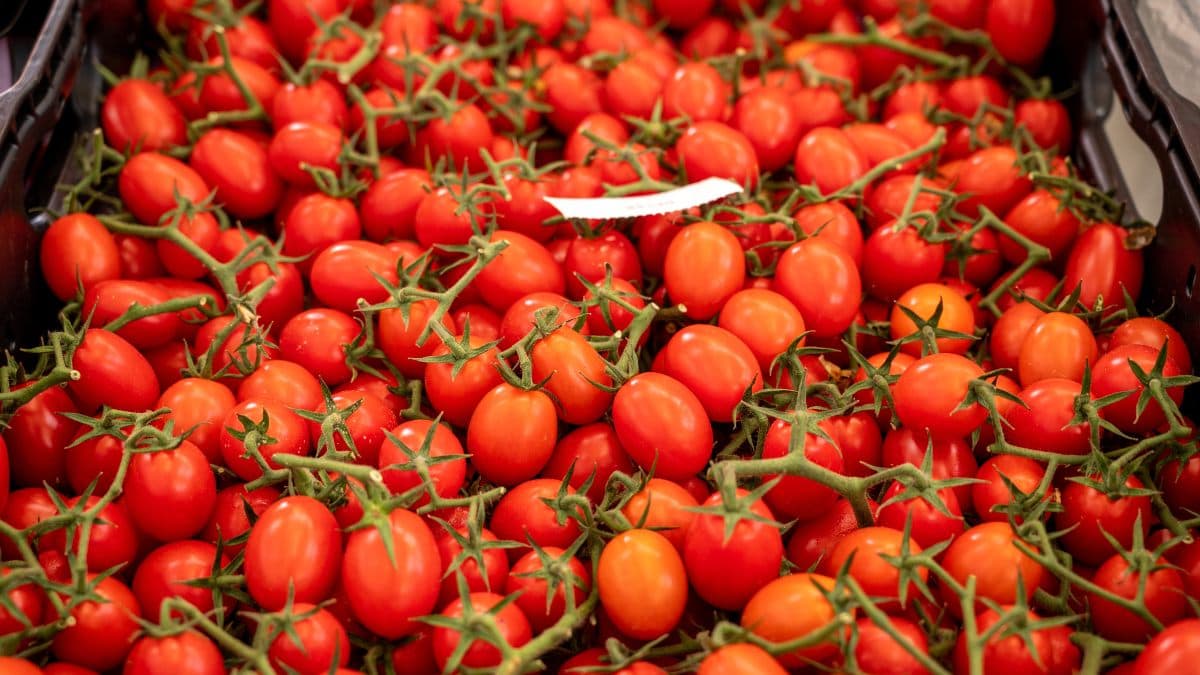 El tomate marroquí, a punto de desbancar al español en los mercados europeos