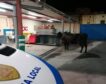 Una vaca es detenida en Tenerife bajo el apodo de ‘Lola’