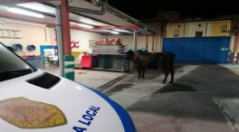 Una vaca es detenida en Tenerife bajo el apodo de 'Lola'