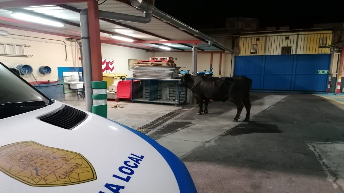 Una vaca es detenida en Tenerife bajo el apodo de ‘Lola’