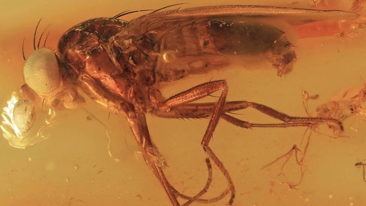 Descubren una nueva familia de insectos a partir de un fósil conservado en ámbar