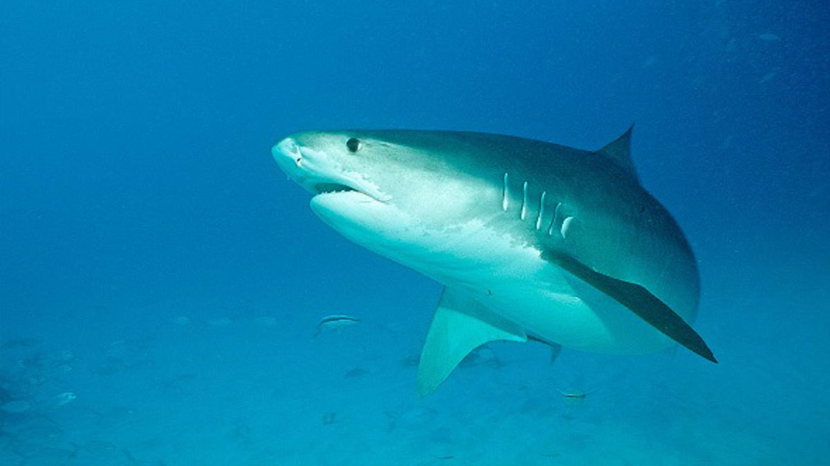 Un tiburón mata a un ciudadano ruso en Hurghada, Egipto