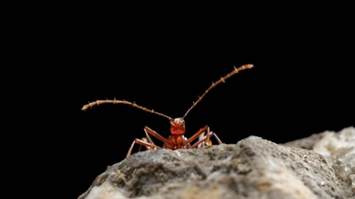 Los escarabajos se adaptaron a las cuevas millones de años antes de adentrarse en ellas