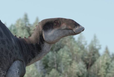 Nuevos fósiles revelan que los hadrosáuridos habrían vivido en el Cretácico superior