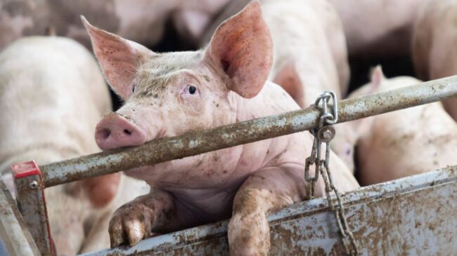 Prohibir las jaulas para cerdos como quiere la UE bajaría la producción hasta un 23%