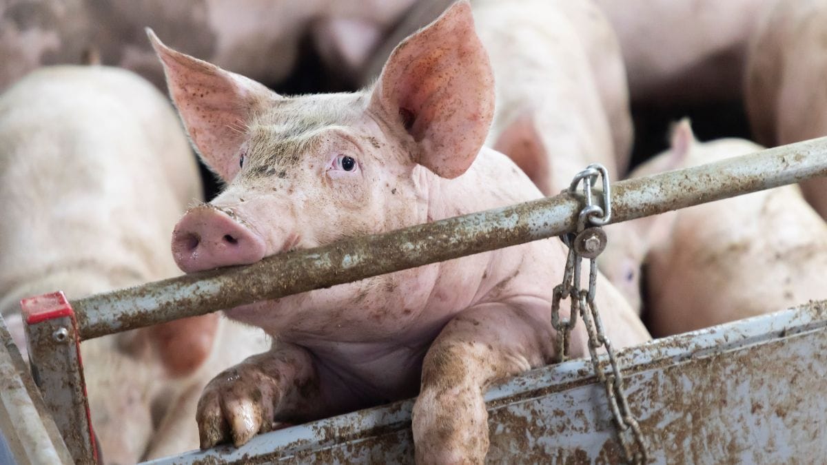 Prohibir las jaulas para cerdos como quiere la UE bajaría la producción hasta un 23%