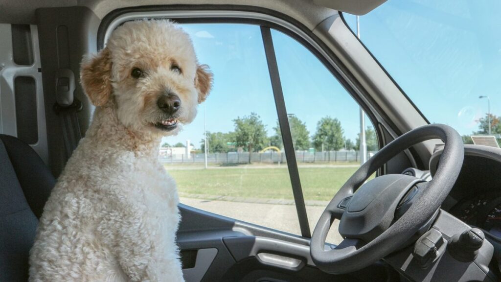 Un perro en el asiento del conductor.