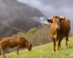 Los ganaderos de Castilla y León podrán mover su ganado tras decaer la Orden Ministerial
