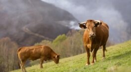 Los ganaderos de Castilla y León podrán mover su ganado tras decaer la Orden Ministerial