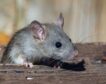 Los suplementos con taurina mejoran la longevidad de ratones y la salud de los monos