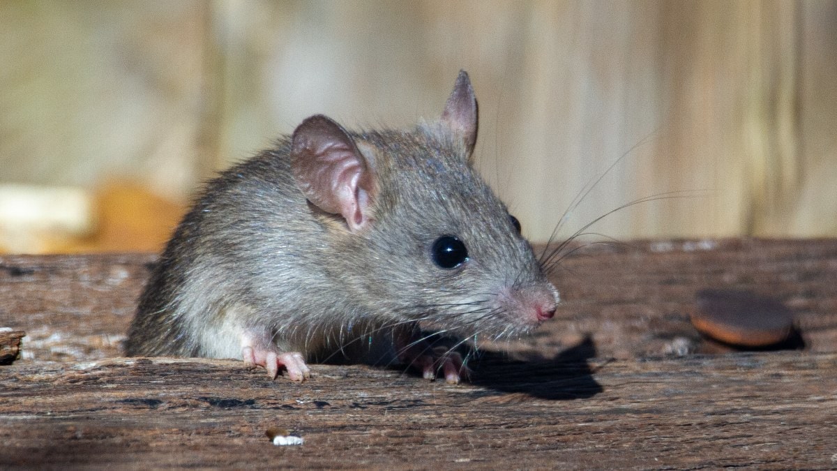 Los suplementos con taurina mejoran la longevidad de ratones y la salud de los monos