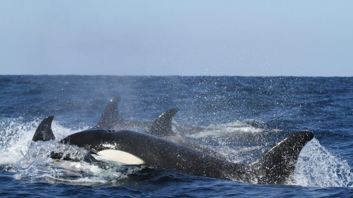 A favor de las orcas asesinas, al fin