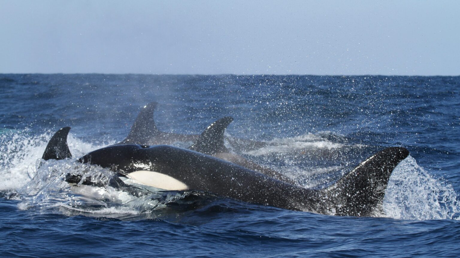 A favor de las orcas asesinas, al fin