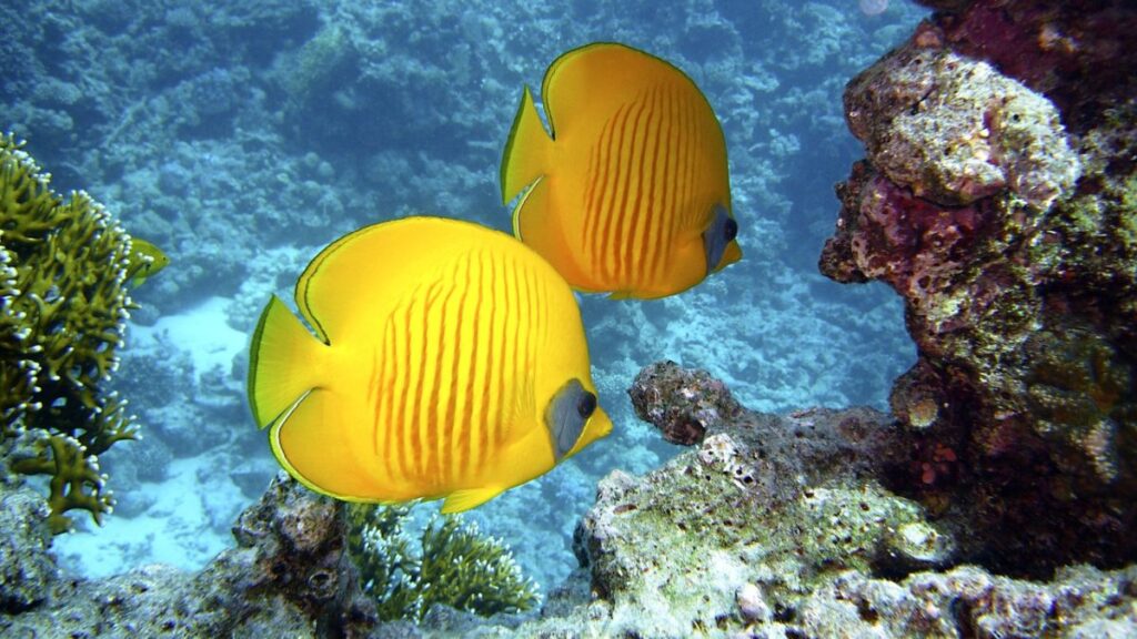 Peces amarillos en el fondo del mar