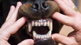 El calor y la contaminación pueden aumentar las mordeduras de perro