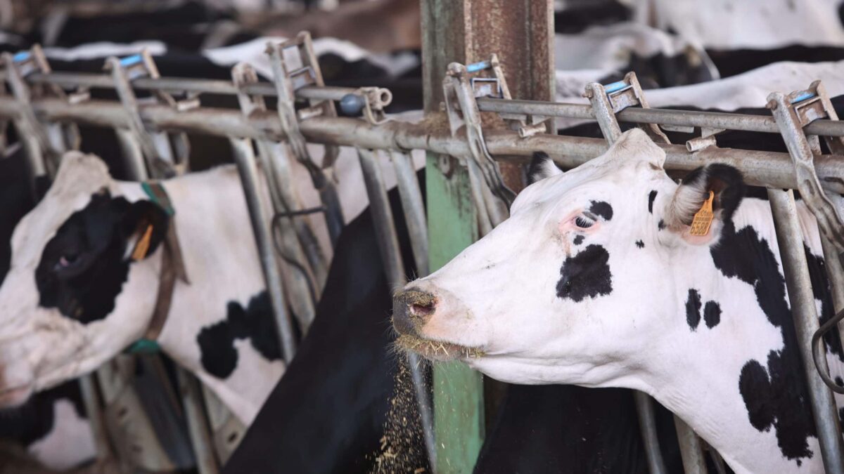 España dispara un 34% la importación de leche en medio de la crisis de precios del sector