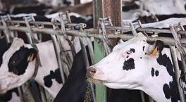 España dispara un 34% la importación de leche en medio de la crisis de precios del sector