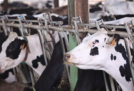 España dispara un 34% la importación de leche en medio de la crisis de precios del sector