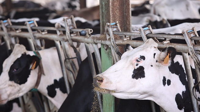 España dispara un 34% la importación de leche en medio de la crisis de precios del sector