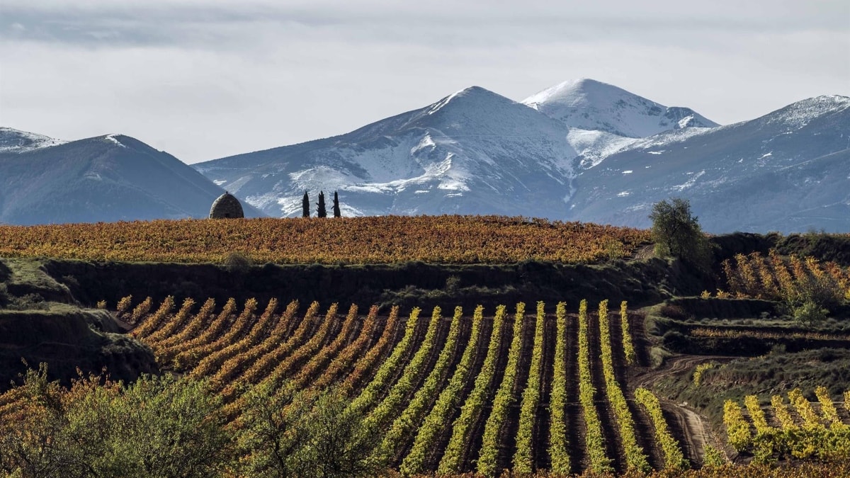 El BOE publica la orden de Agricultura que modifica la DOC Rioja para blindar sus viñedos