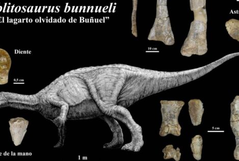 Descubren en Teruel el mayor dinosaurio ornitópodo del Jurásico de Europa