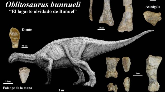 Descubren en Teruel el mayor dinosaurio ornitópodo del Jurásico de Europa