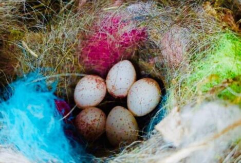 Los pájaros usan basura humana para señalizar sus nidos
