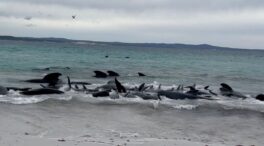 Sacrifican 43 ballenas piloto tras quedar varadas en una playa del suroeste de Australia