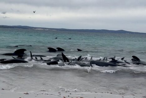 Sacrifican 43 ballenas piloto tras quedar varadas en una playa del suroeste de Australia