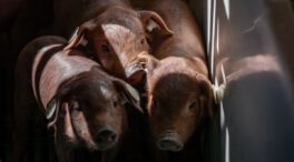 El sector porcino dice que sus ingresos caerán un 11% por la burocracia sobre bienestar animal