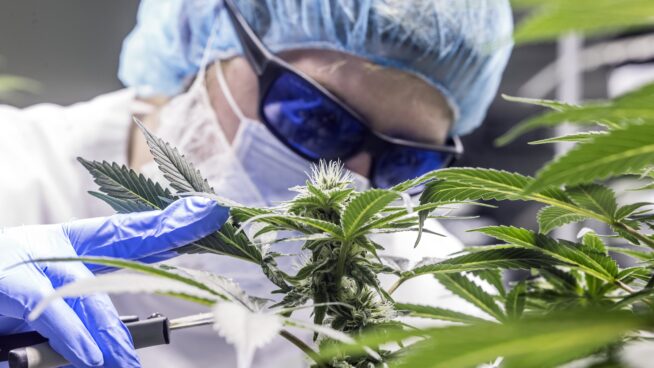 Un estudio andaluz sobre el cannabis compensa con cheques a los participantes