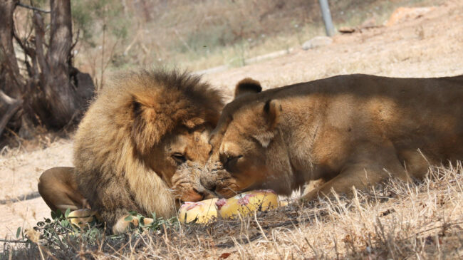Una leona en libertad siembra el pánico en las afueras de Berlín