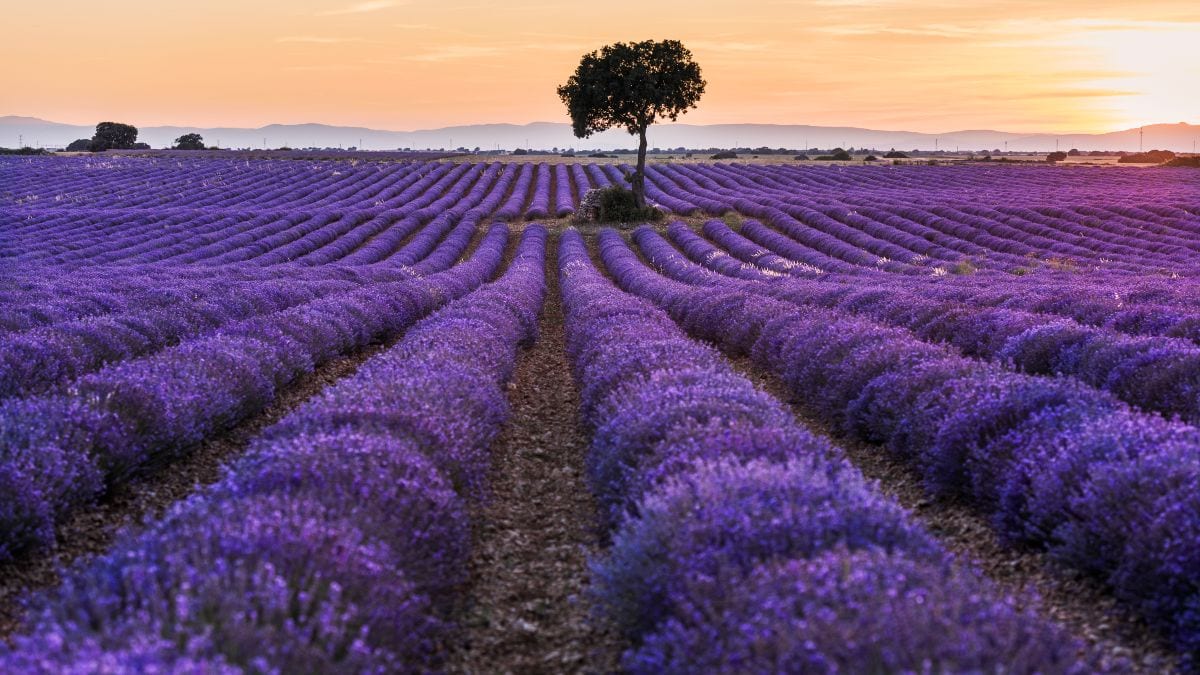 El sector de la lavanda da la voz de alarma: la crisis de precios pone en riesgo su cultivo