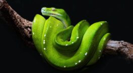 El asombroso y mitológico poder del vaho de las serpientes