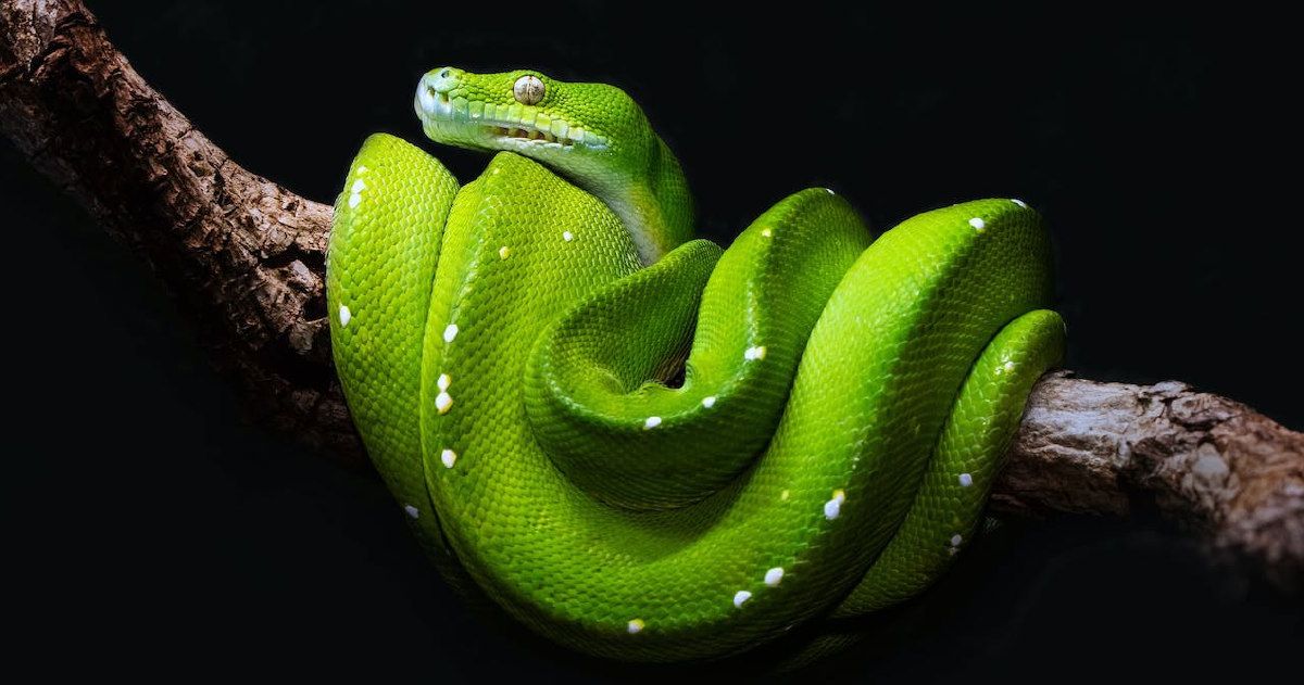 El asombroso y mitológico poder del vaho de las serpientes