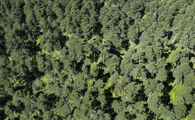 La Junta de Castilla y León destina 7 millones de euros a las ayudas a la reforestación