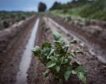 España es de los países de la UE que más usa fertilizantes, pero el sector estima una caída