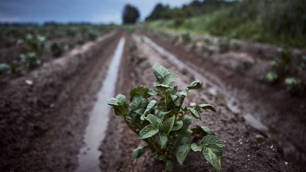España es de los países de la UE que más usa fertilizantes, pero el sector estima una caída