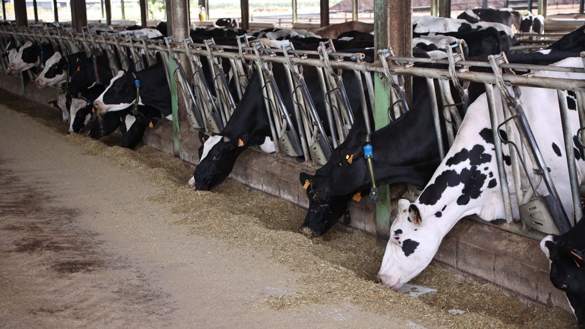 Crecen la producción y el consumo de leche de vaca en España a pesar de la crisis de precios