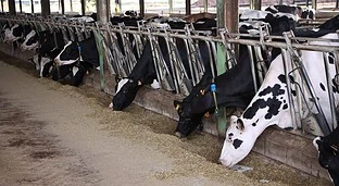 Crecen la producción y el consumo de leche de vaca en España a pesar de la crisis de precios